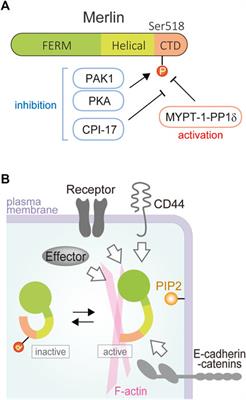 NF2 alteration in mesothelioma